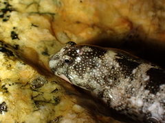 Coryphoblennius galerita