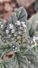 Heliotropium europaeum