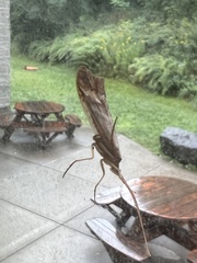 Nemotaulius hostilis