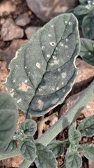 Heliotropium europaeum