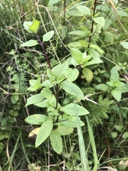 Mentha × piperita