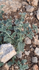 Heliotropium europaeum