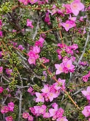Boronia inornata