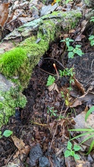 Ophiocordyceps nutans