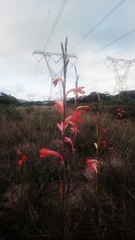 Watsonia