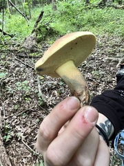 Lanmaoa pseudosensibilis