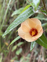 Peltaea riedelii
