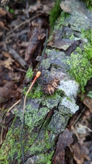 Ophiocordyceps nutans