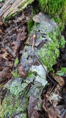 Ophiocordyceps nutans