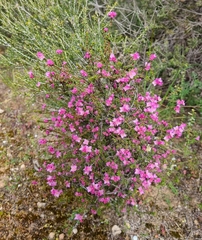 Boronia inornata