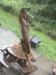 Nemotaulius hostilis