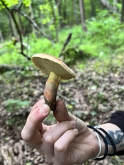 Lanmaoa pseudosensibilis