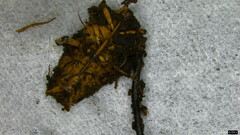 Ophiocordyceps nutans