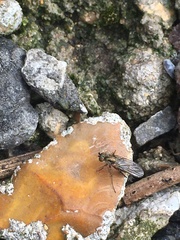Poecilobothrus nobilitatus