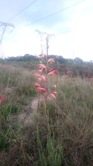 Watsonia