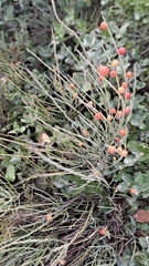 Osyris alba