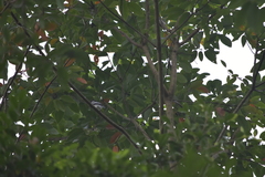 Hemipus picatus picatus