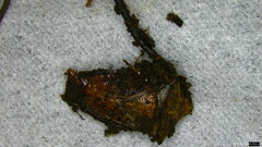 Ophiocordyceps nutans