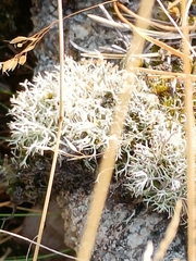 Cladonia arbuscula
