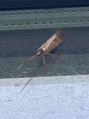 Nemotaulius hostilis