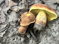 Lanmaoa pseudosensibilis