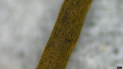 Ophiocordyceps nutans