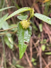 Peltaea riedelii