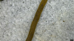 Ophiocordyceps nutans