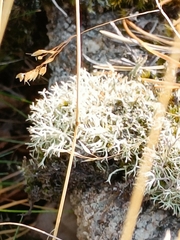 Cladonia arbuscula