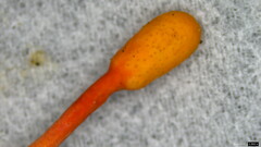 Ophiocordyceps nutans