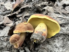 Lanmaoa pseudosensibilis