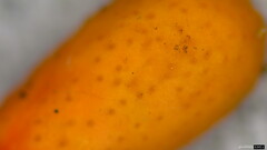 Ophiocordyceps nutans