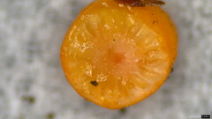 Ophiocordyceps nutans