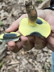 Lanmaoa pseudosensibilis