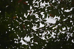 Hemipus picatus picatus