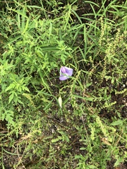 Centrosema virginianum