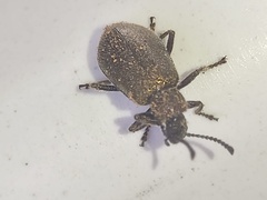 Lagria villosa