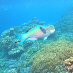 Chlorurus microrhinos