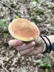 Lanmaoa pseudosensibilis