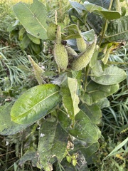 Asclepiadoideae
