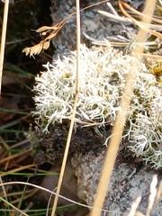 Cladonia arbuscula
