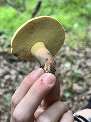 Lanmaoa pseudosensibilis