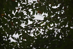 Hemipus picatus picatus