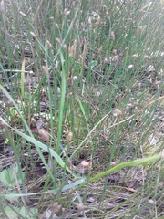 Eleocharis palustris