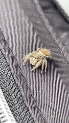 Phidippus clarus