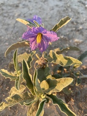 Solanum elaeagnifolium