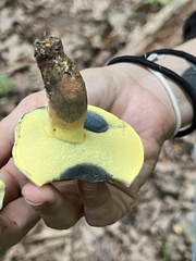 Lanmaoa pseudosensibilis