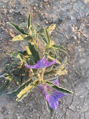 Solanum elaeagnifolium