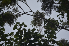 Hemipus picatus picatus