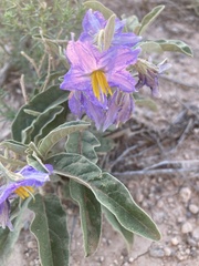 Solanum elaeagnifolium